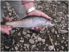 Artic Grayling caught by Norm Crisp in August of 2008 in Montant
