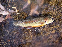 Golden trout - also known as South Fork of the Kern Golden Trout