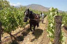 Organic vineyards at Antiyal winery outside the Maipo Valley town of Alta Jahuel, Chile