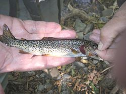 Picture of Coastal Cutthroat Trout.