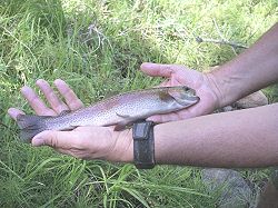 Picture of Eagle Lake Redband Trout