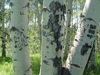 Arborglyph from Norm Crisp's 2011 Fly Fishing in Wyoming