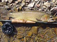 Wyoming Fly Fishing - Summer of 2011