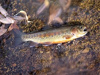 Golden trout