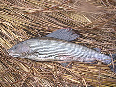 Grayling caught while fly fishing in the Czech Republic
