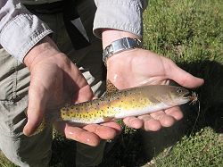 California Heritage Trout Challenge Certificate