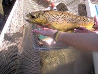 Electro-Fishing in Missouri's Current River