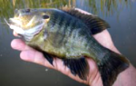 Pond fishing for sunfish