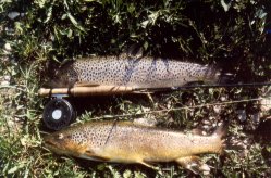 Fly fishing in Wyoming's Big Creek with Stream Side Adventures