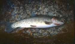 Trout taken during fly fishing in Wyoming's Battle Creek with Stream Side Adventures