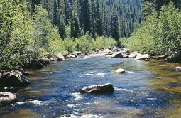 Fly fishing in Wyoming's Encampment River with Stream Side Adventures