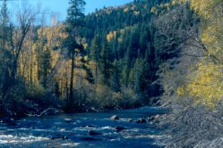 Fly fishing in Wyoming's Encampment River with Stream Side Adventures