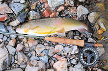 Picture of a large arbor fly reel